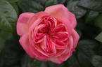 Queen of Hearts rose photo