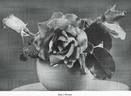 Madame J. Perraud rose photo