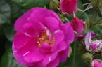 Global Water rose photo