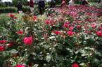 So Pretty rose photo
