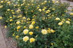 Westart rose photo