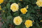 Westart rose photo