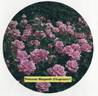 Princesse Margaret d'Angleterre rose photo