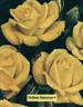 Yellow Hammer rose photo