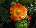 Gail rose photo