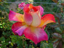 Gallivarda rose photo