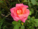 Givenchy rose photo