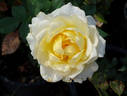 Golden Freelander rose photo