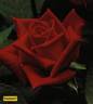Prominent ® rose photo