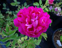 Great News rose photo