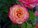Gypsy Curiosa rose photo