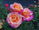 Heart O'Gold ™ rose photo