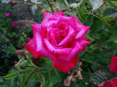 Helen's Trust rose photo