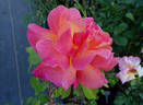 Horace McFarland rose photo