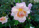 Horace McFarland rose photo