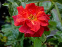Hot Chocolate rose photo