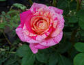 Hypnotized rose photo