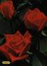 Prominent ® rose photo