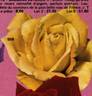 Kabuki ® rose photo