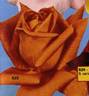 Charme de Vienne rose photo