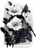 <i>Rosa alba</i> L. rose photo