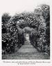 Dundee Rambler rose photo