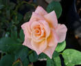 Indian Fema rose photo