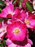 Bullseye rose photo