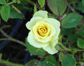 Jade rose photo