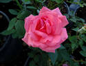 Kalahari rose photo