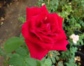 Kentucky Derby rose photo