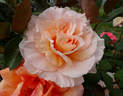 King's Macc rose photo