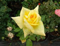 King's Ransom rose photo
