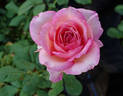 Kristen Singer rose photo