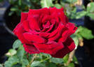 Kuroshinju rose photo