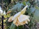 Mrs. Graham Hart rose photo