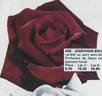 Josephine Bruce rose photo