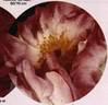 Escapade rose photo