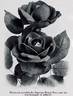 Richmond rose photo