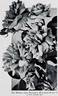 William Allen Richardson rose photo