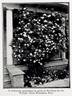 William Allen Richardson rose photo