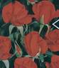 Prominent ® rose photo