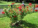 14 juillet rose photo