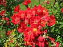 14 juillet rose photo