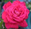 Mexicana rose photo