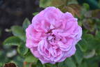 John Hopper rose photo