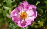 Escapade rose photo