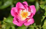 Escapade rose photo