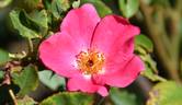 Betty Prior rose photo