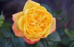 Yellow Surprise rose photo